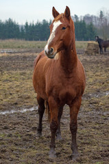 Red horse stands in the mud