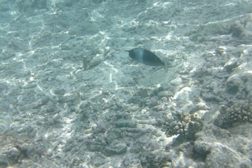 Funny unicorn fish swims in the water of the Indian Ocean, Maldives