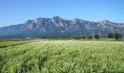 아름다운 산이 보이는 하얀 메밀꽃 들판