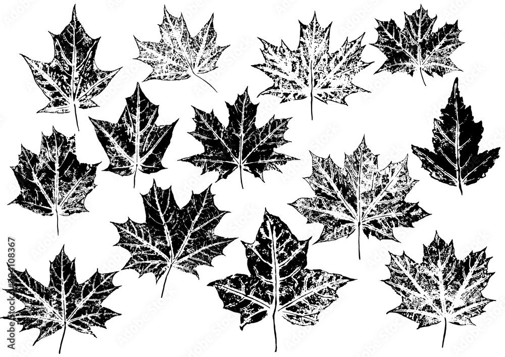 Wall mural ink prints of maple leaves