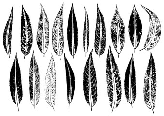 ink prints of natural willow leaves