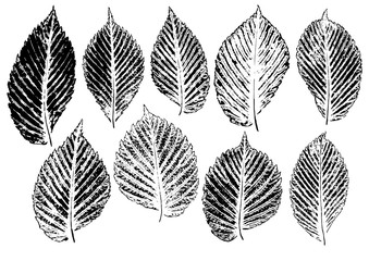 set of ink prints of natural elm leaves