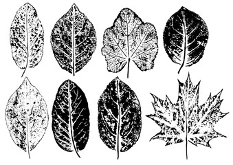 ink prints of natural leaves