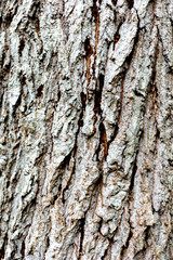 Fototapeta premium Close-up of bark in Japan