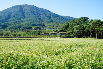 메밀꽃이 활짝 핀 들판