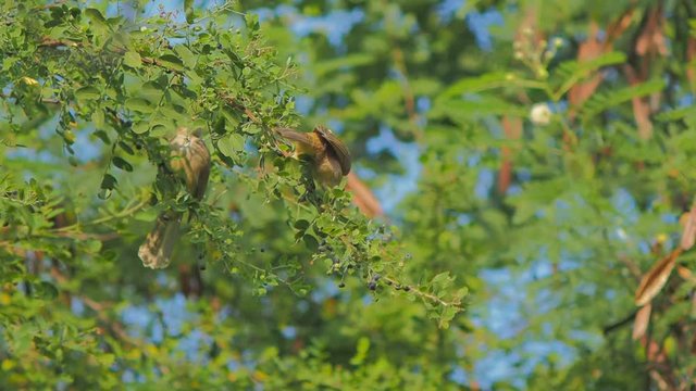 Vdo. clip Streak-eared bulbul wild bird (Pycnonotus blanfordi) feeding truit on top tree around with green leaves nature blurred background.