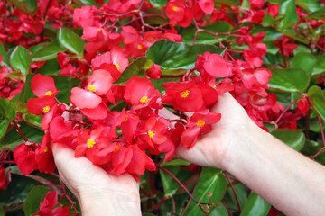 Bunch of cultivated street  red begonia  flowers  in senior woman hands