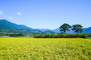 하동 평사리 들판의 가을 풍경