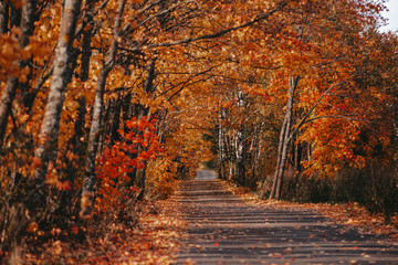 maple alley in autumn colors