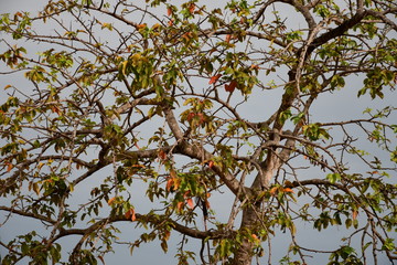 branches of a tree against blue sky