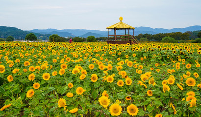 강변에 핀 아름다운 해바라기꽃