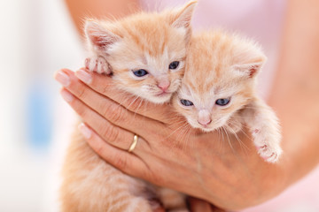 Adoreble fuzzy kittens in woman hands - close up