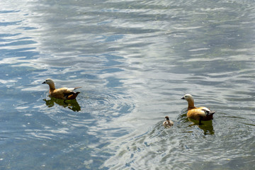 brown and beige Muscovy ducklings swimming in water - one with its head under the surface