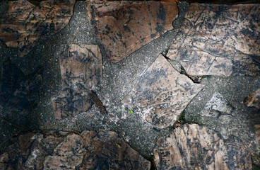 texture of bark of tree