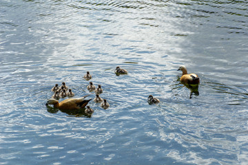 brown and beige Muscovy ducklings swimming in water - one with its head under the surface