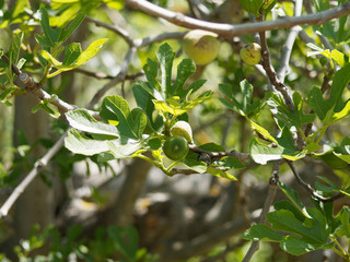 Ficus carica | Common fig tree. Great lobed leaves and fruit with green skin