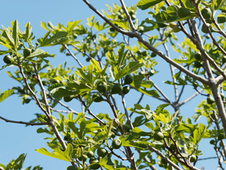 Ficus carica | Common fig tree with fruits on white branches between lobed and green leaves