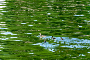 brown and beige Muscovy ducklings swimming in water - one with its head under the surface