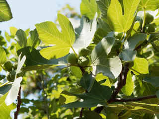 Ficus carica | Common fig tree. Buds, great lobed leaves and immature fruit with green skin