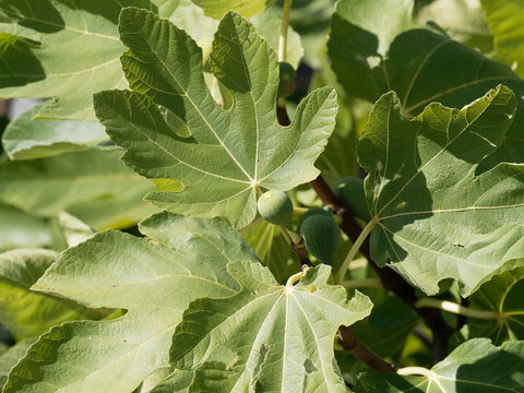 Ficus carica | Common fig tree. Buds, great lobed leaves and immature fruit with green skin