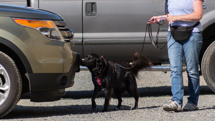 Side view of black flat-coated retriever dog on leash sniffing automobile, doing scent work during scent trials vehicle search with a portion of handler's torso and legs in view