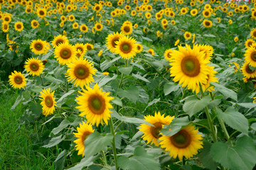 Fototapeta premium Many sunflowers in the field