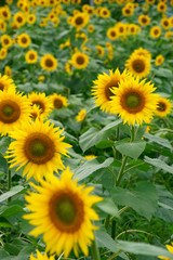 Fototapeta na wymiar Many sunflowers in the field