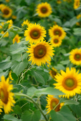 Many sunflowers in the field