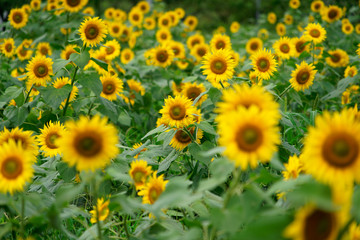 Many sunflowers in the field