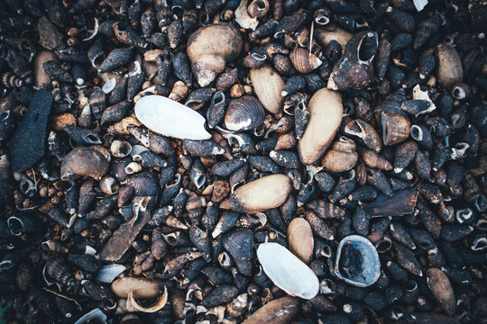 Close up of pebbles, rocks and shells on the beach in the sunshine
