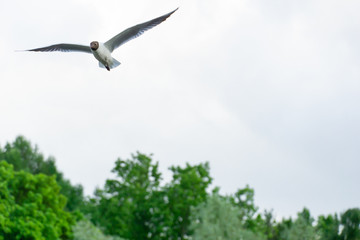 seagull in flying action with full wings spanned