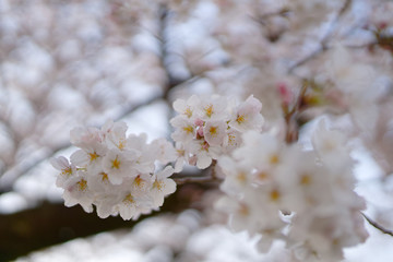 Japanese cherry blossom flowers close-up