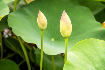 beautiful lotus flower blossom in the garden pond