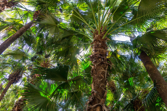 Brahea edulis palm tree jungle forrest background full screen