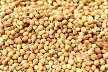 coriander in the street on the sunlight