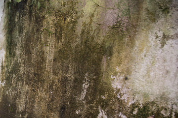bark background