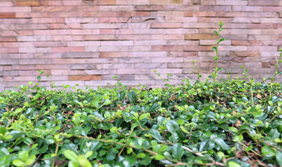 old vintage bricks wall with tiny green leaf copy space background