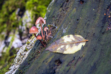 In a forest with humidity Will have mushroom spores to stick to the tree branches, forming a mushroom in the timber Will have sunlight The light that comes to see Showing the beauty of nature
