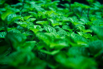 Abstract green leaves texture, nature background.