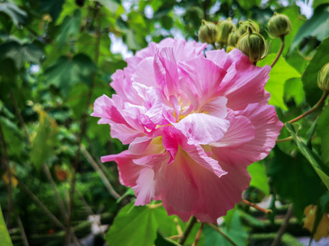Hibiscus Mutabilis Images Browse 3 521 Stock Photos Vectors And Video Adobe Stock