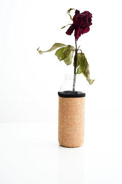 Dried Red Rose on White Background, sad valentine