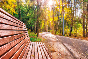 Fototapeta na wymiar golden autumn city park landscape with wooden bench on sunny day background street wide view of forest natural color in fall season