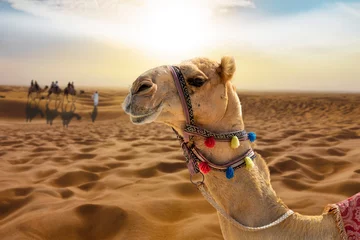Poster Im Rahmen Kamelritt in der Wüste bei Sonnenuntergang mit einem lächelnden Kamelkopf © Bernadett
