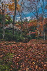 京都 祇王寺の紅葉と秋景色