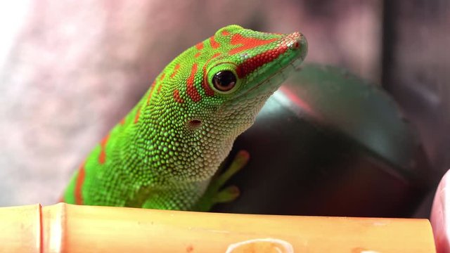 Giant day gecko grabbing a mealworm to eat as it moves fast.