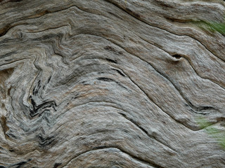 Tree bark background
