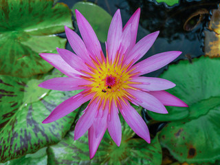 Beautiful purple water lily flower with Yellow Pollen on pond.