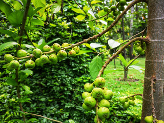 The fruit of Ficus Racemos.The common name Fig fruit,cluster fig tree, Indian fig tree or gular fig.