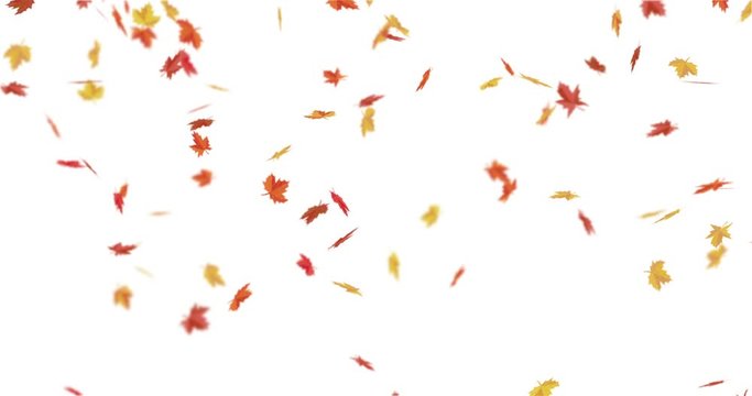 Red, orange, yellow maple leaves falling down.