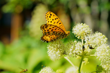 ウドの花にツマグロヒョウモン蝶